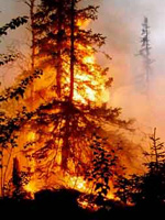 Леса Челябинской области выгорают быстрее, чем в других регионах УрФО