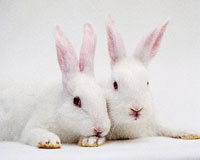 Южноуралец потряс «Селигер» проектом по разведению кроликов